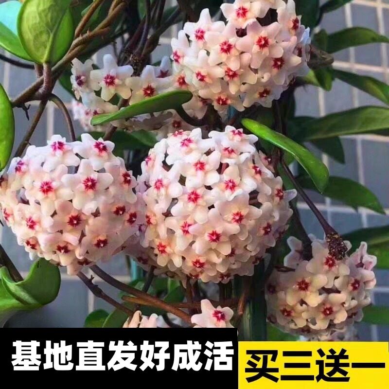 球兰带花大苗盆栽绿植吊家