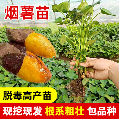 红薯苗烟种植秧蜜糖心西瓜
