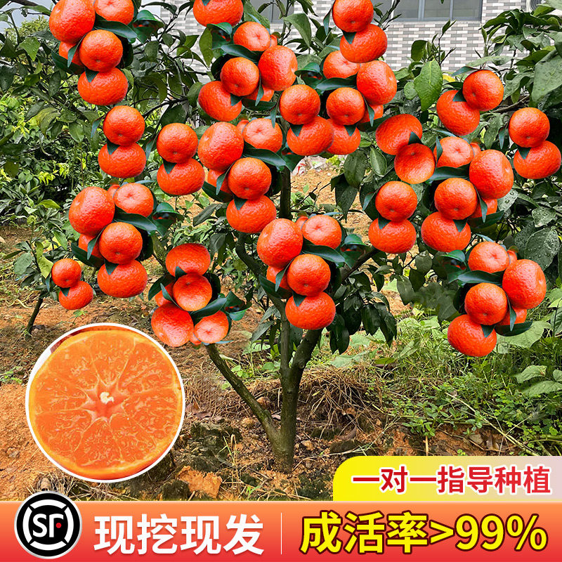 沙糖桔子树苗无籽砂橘嫁接红
