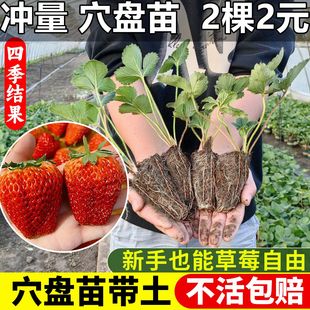 四季 结果阳台种植带花带果 草莓苗穴盘苗新苗盆栽带土隋珠红颜四季