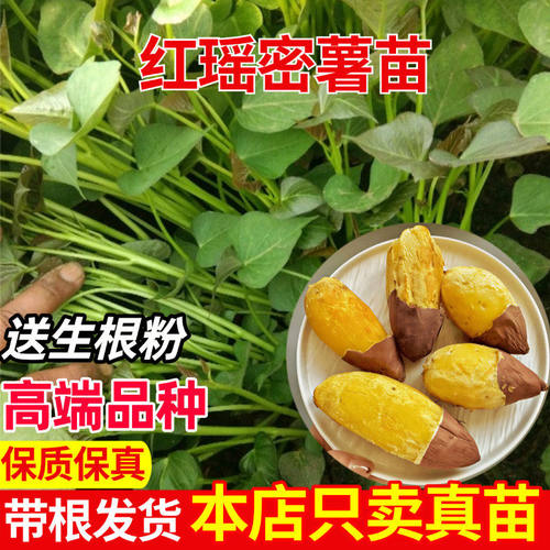 正宗红瑶薯苗高端蜜黄心板