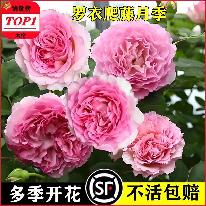 罗衣月季墙微花树苗爬藤卉
