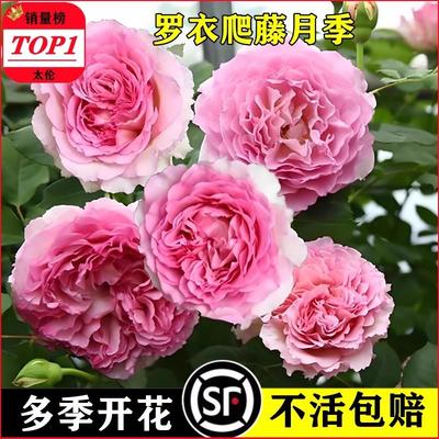 罗衣月季墙微花树苗爬藤卉