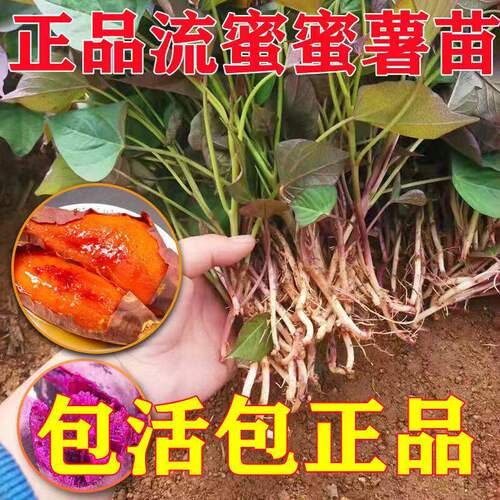 红薯苗秧山东烟25蜜种西瓜