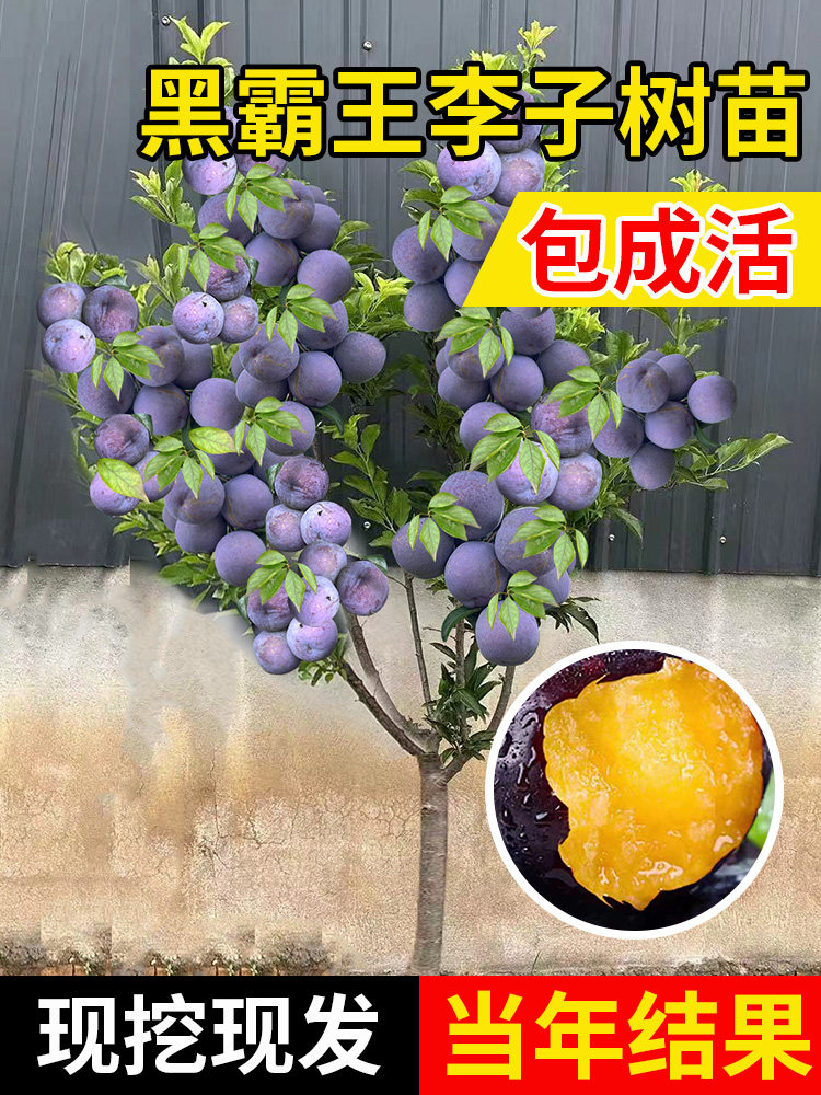 蜂糖李子树苗嫁接黄金奈西梅李子果树苗南北方种三华李树苗新品种