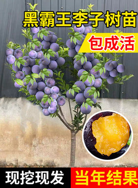 蜂糖李子树苗嫁接黄金奈西梅