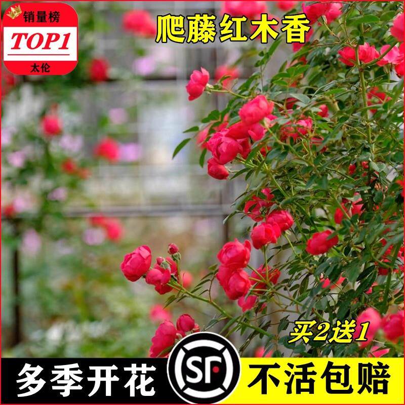 红木香花苗爬藤植物庭院阳