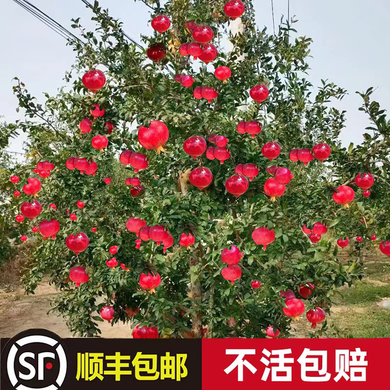 石榴树苗突尼斯软籽庭院果大