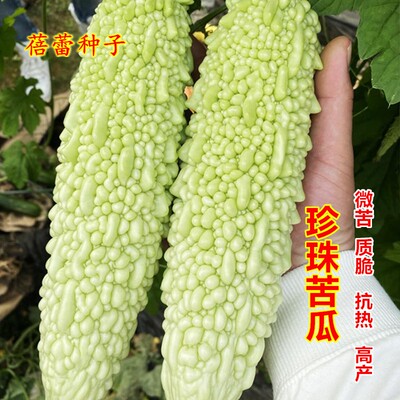 珍珠苦瓜种子秧苗南方疙瘩