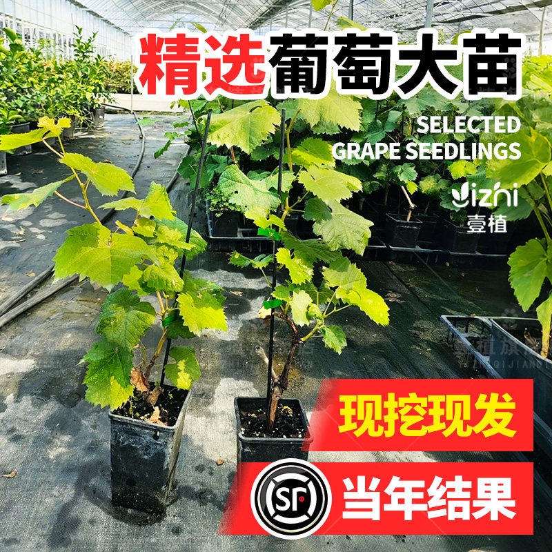 巨峰葡萄树苖特大号南北方