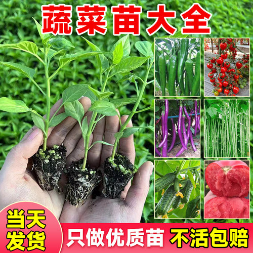 春播各种蔬菜苗秧大全四季