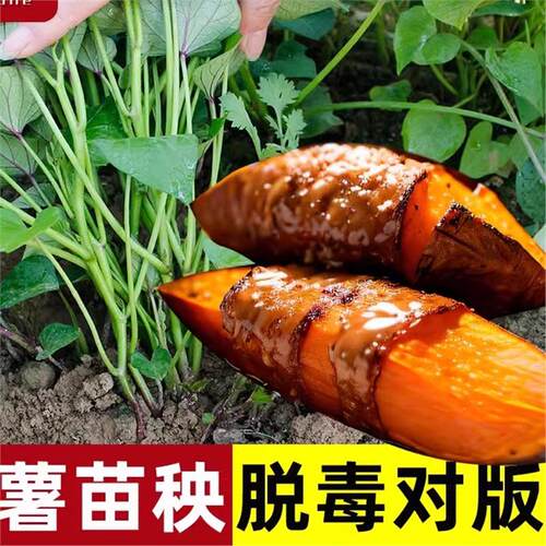 红薯苗秧蜜藤烟台25年烤哈