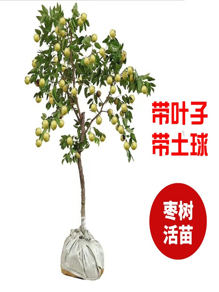 特大枣树活苗地栽南北方种植
