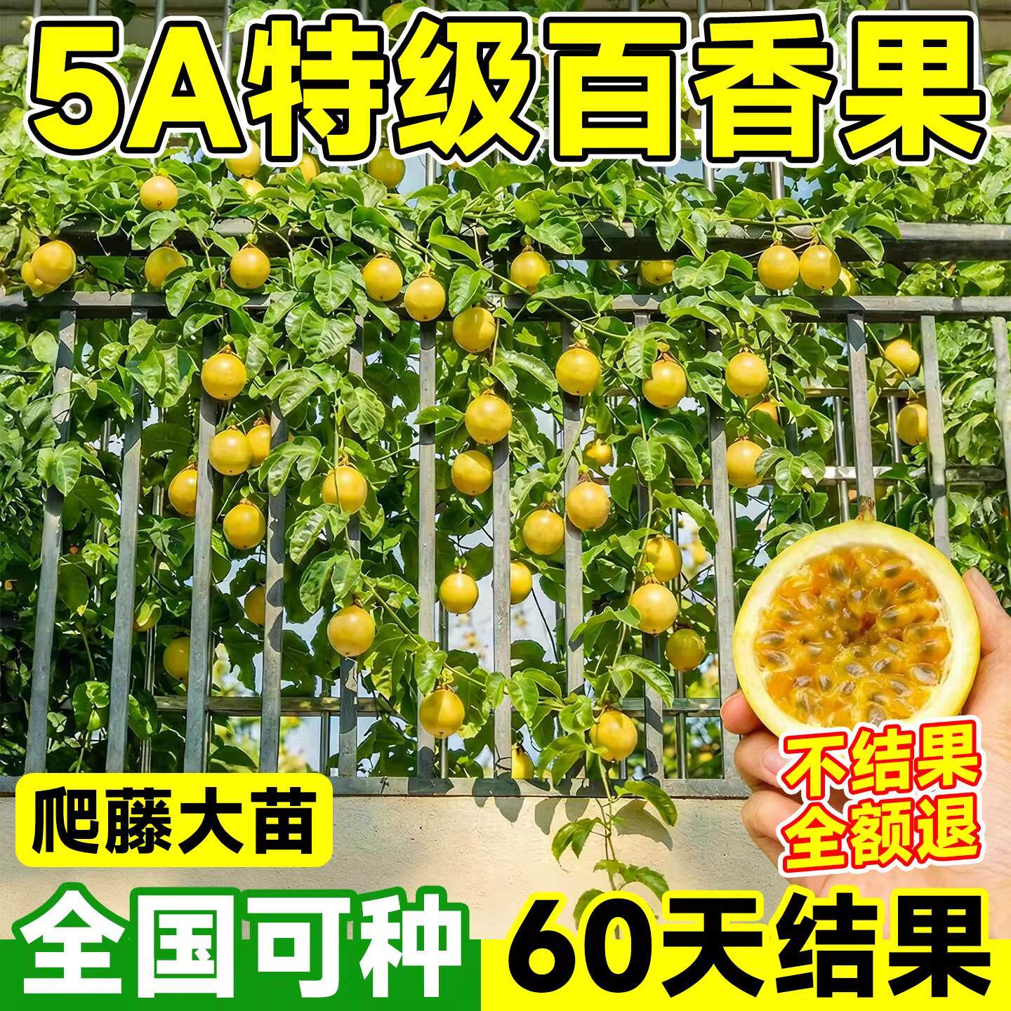 百香果树苗黄金9号大带土