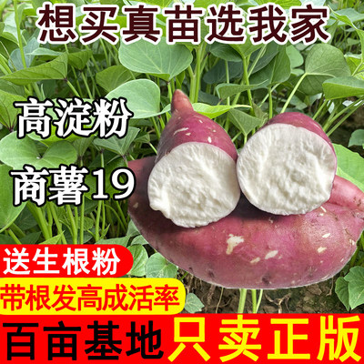高产淀粉商薯19红苗白心板