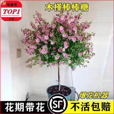 小木槿棒糖花苗蓝雪果汁阳