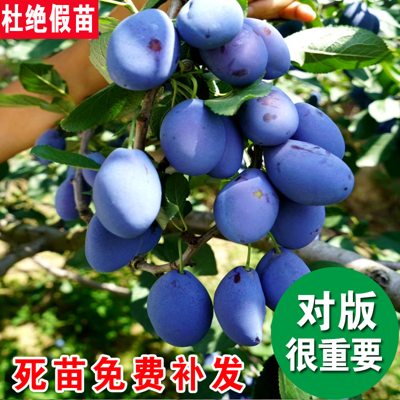 西梅树树苗蜂糖三华李子树苗红心黑霸王李子树嫁接新品种果树果苗