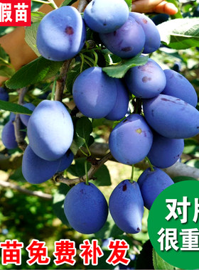 西梅树苗蜂糖三华李子红心黑