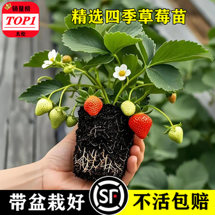 草莓苗秧四季结果盆栽种子穴盘苗奶油特大号优质玄玉红颜隋珠