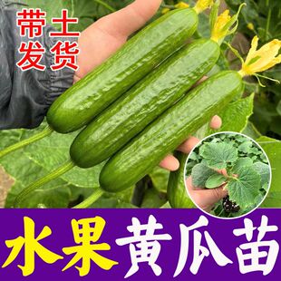 水果黄瓜苗子种子四季高产无刺水果小黄瓜苗露天无架种植蔬菜盆