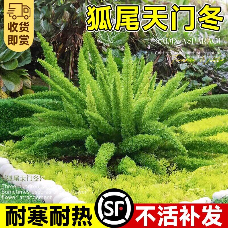 狐尾天门冬盆栽苗阳台庭院
