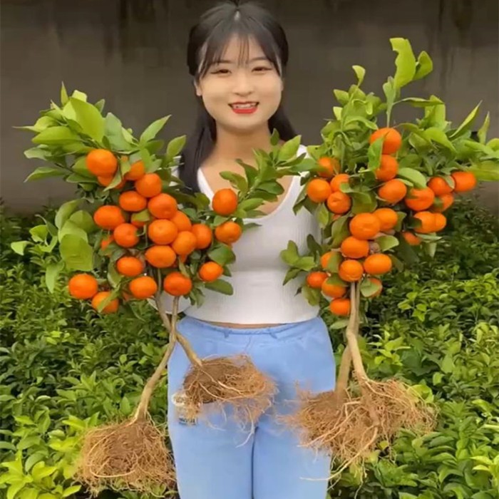 早熟黄岩无核蜜桔苗嫁接子树