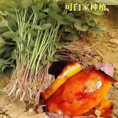 红薯苗秧新鲜烟台25年蜜西