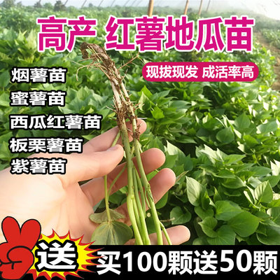 山东高产烟薯苗种红地方秧
