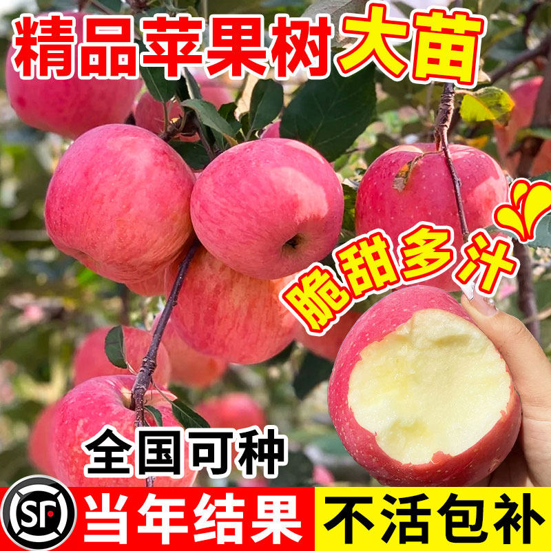 苹果树苗盆栽地红富士冰糖