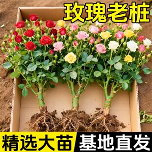 玫瑰花苗老桩盆栽花卉多季节开花绿植物月季蔷薇老根阳台四季种植