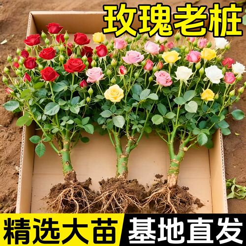 玫瑰花苗老桩盆栽卉多季节