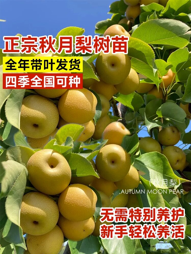 秋月梨树果苗嫁接沙庭院地栽