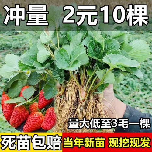 四季苗奶油红颜秧大棚种