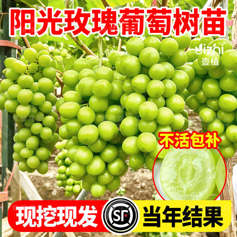 阳光玫瑰葡萄树苗南北方种