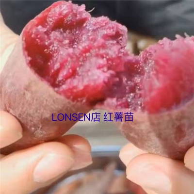 玛莎莉红瑶薯苗鸣门金时冰