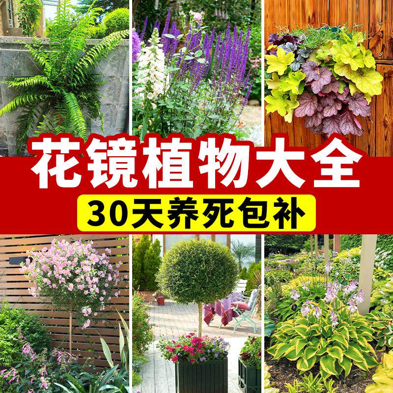 花镜绿植鼠尾草矾根小木槿