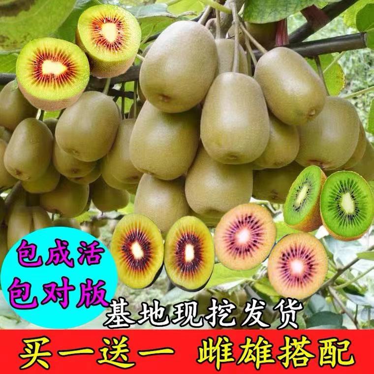 猕猴桃树果苗南北方种植水当
