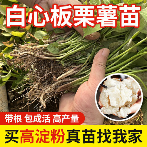 红薯苗现挖新鲜秧白心板栗