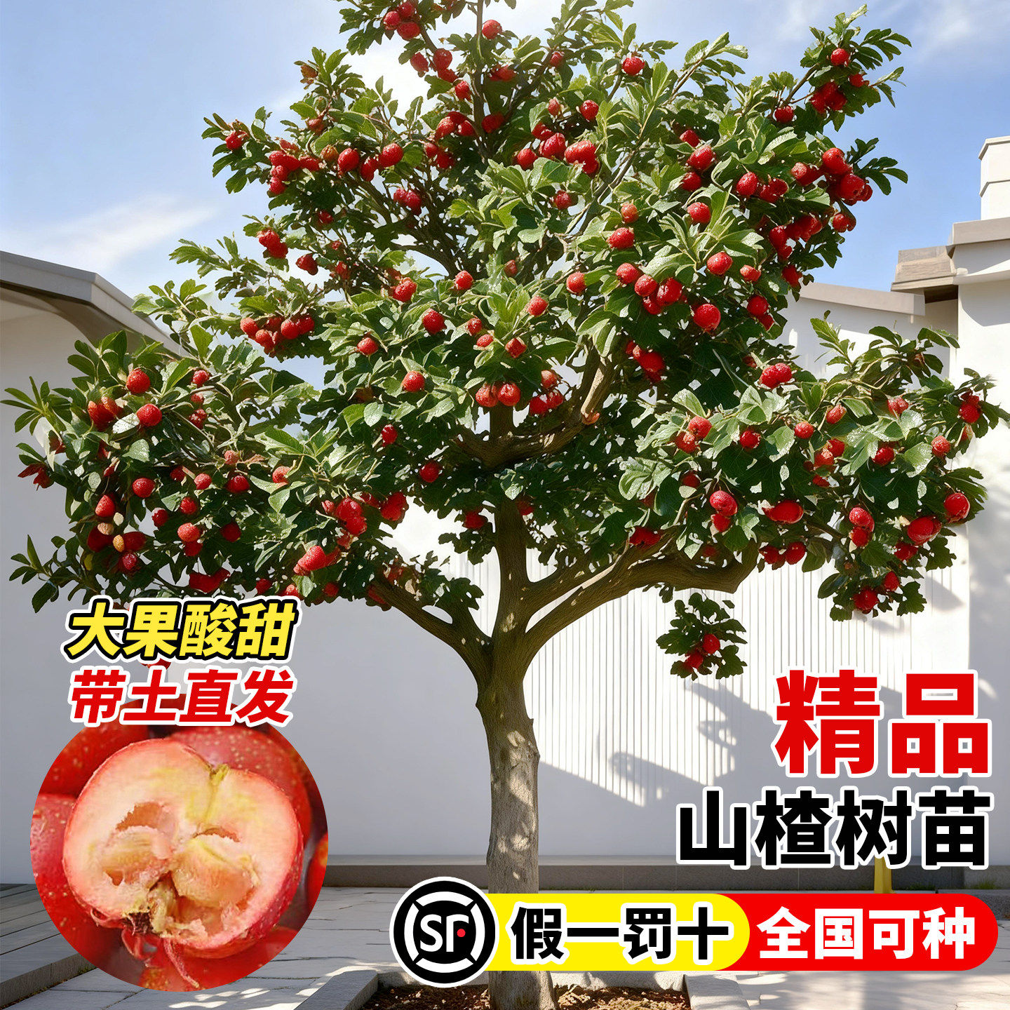 山楂树活苗正宗特大无籽甜