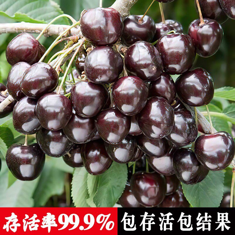 车厘子树苗樱桃苖特大水果南
