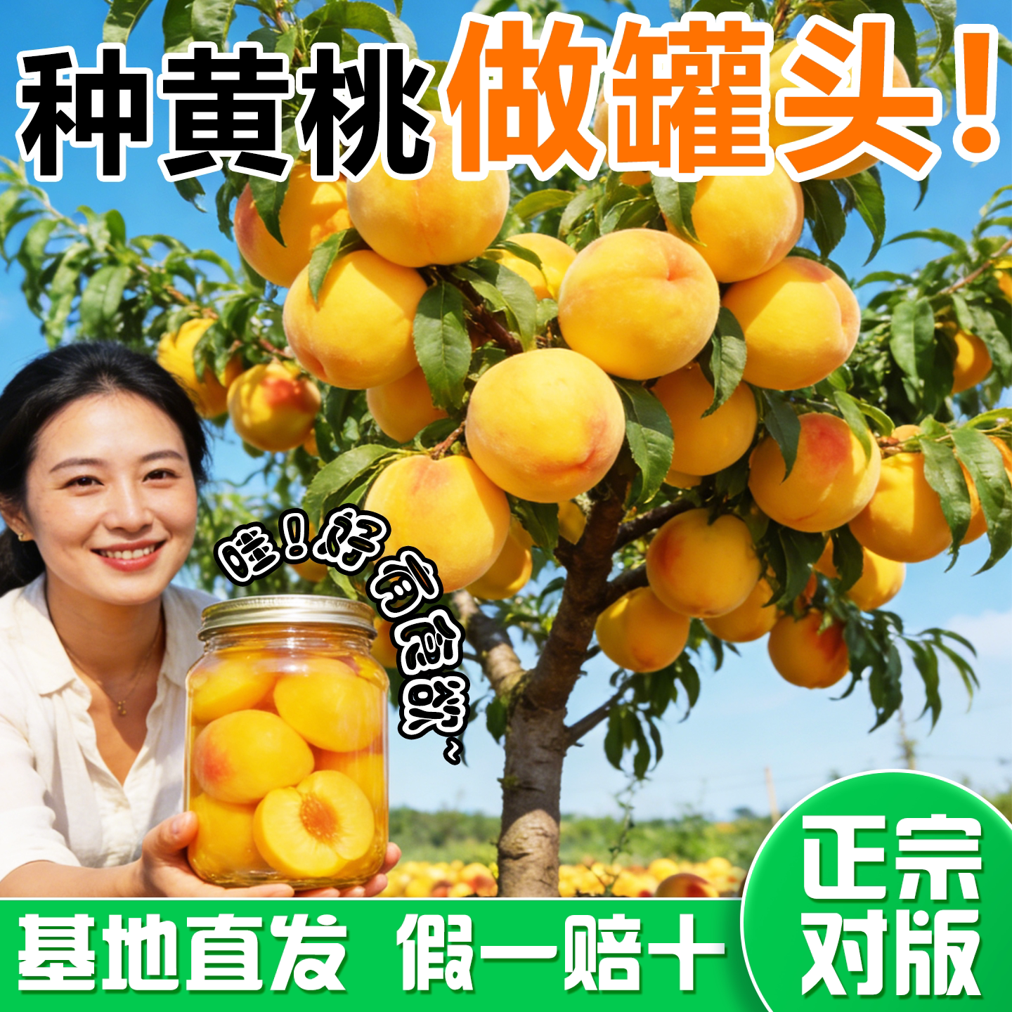 锦绣黄桃树果苗嫁接特大水