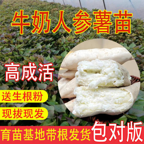 白皮牛奶人参薯红苗100棵