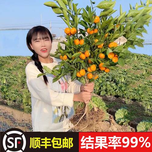 沙糖桔子树苗无籽砂橘嫁接红