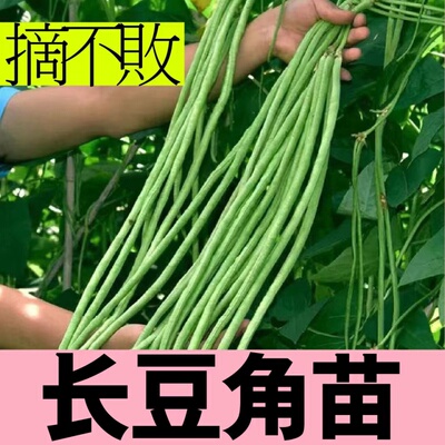 摘不败长豆角苗春夏四季秧