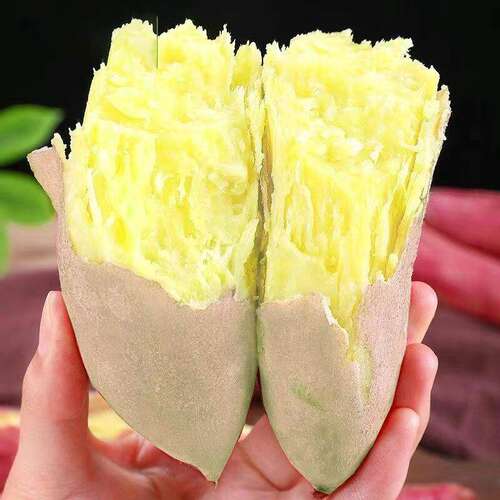 番薯藤鸡蛋黄粉地瓜秧苗白