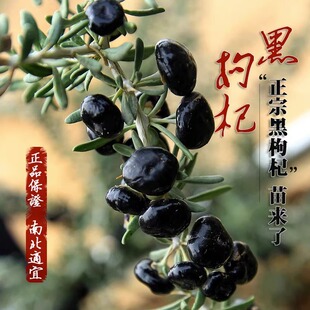 黑枸杞苗盆栽地栽果树苗南北方种植宁夏野生红枸杞树苗当年结果