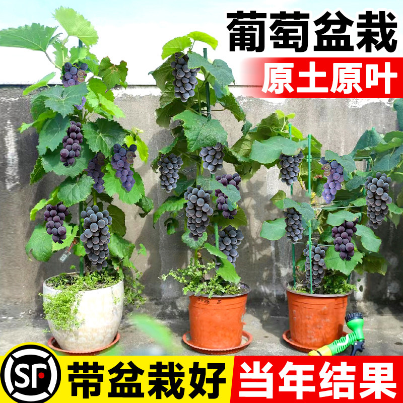 葡萄树苗盆栽爬藤巨峰果南