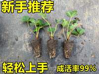 Four Seasons Strawberry Seedlings, Cream Red Beauty Strawberry seedlings, strawberry potted plants grown in greenhouses, new seedlings bearing fruit in the same year with soil thumbnail 4