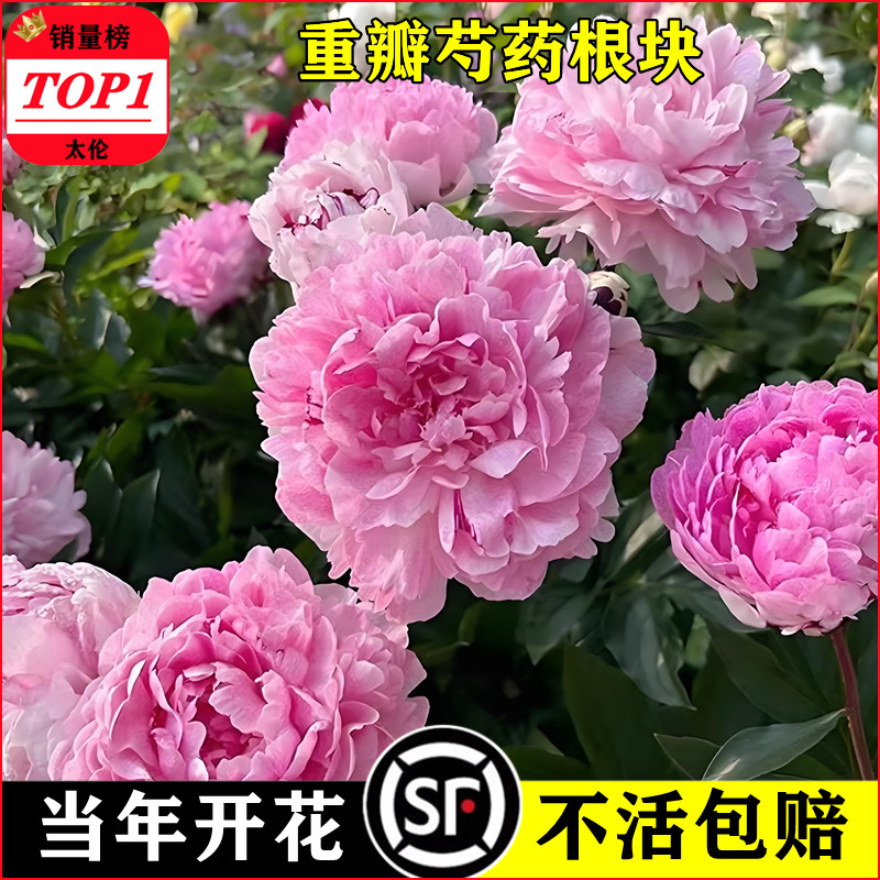 重瓣芍药花苗带芽种根四季图片