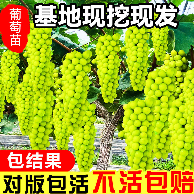 葡萄树苖阳光玫瑰蓝宝石巨峰